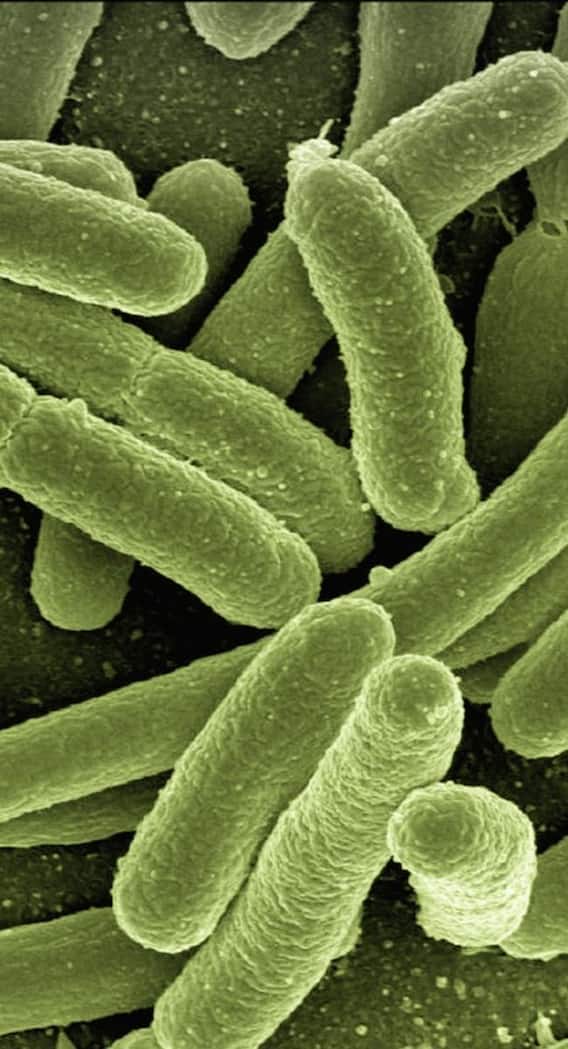 क्या होता है एलियन बैक्टीरिया?