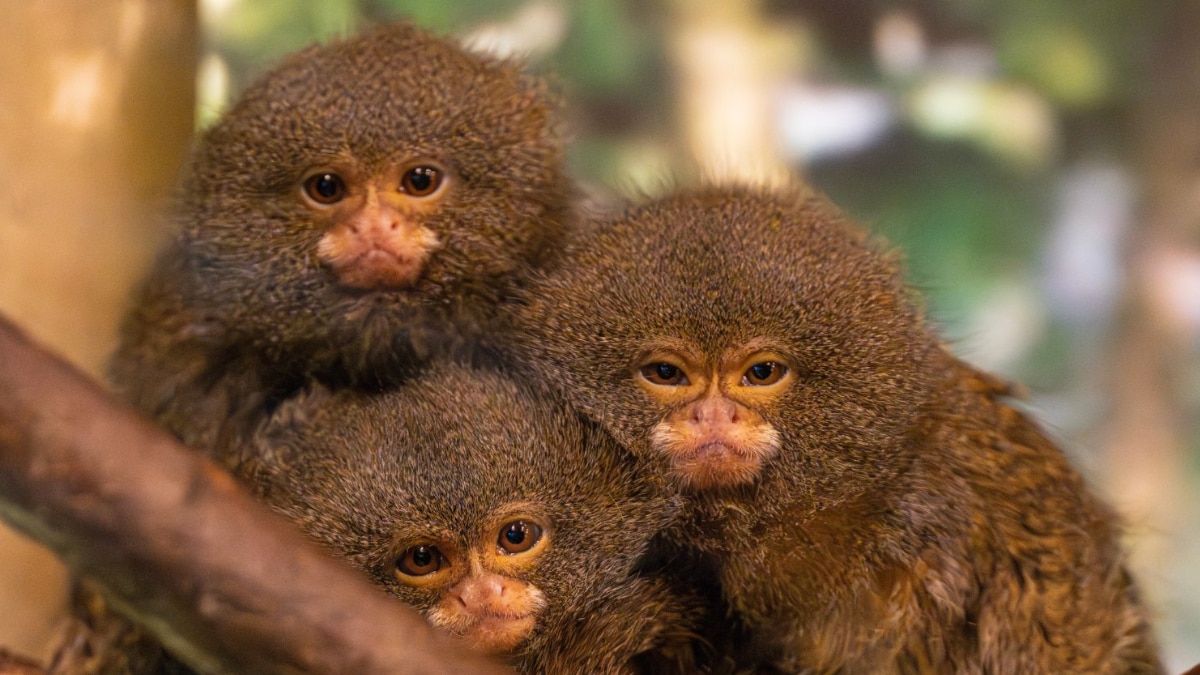 (Image Source: Twitter/@BronxZoo)