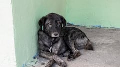 Stray Dog Scratch Leads to Death: সামান্য আঁচড়ে দিয়েছে কুকুরছানা, গা করেননি মহিলা, মূল্য চোকালেন নিজের জীবন দিয়ে
