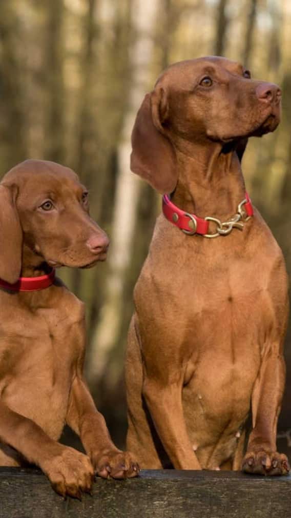 जानवरों में किस तरह के कैंसर होते हैं?