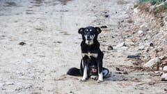 Stray Dog Scratch Leads to Death: সামান্য আঁচড়ে দিয়েছে কুকুরছানা, গা করেননি মহিলা, মূল্য চোকালেন নিজের জীবন দিয়ে