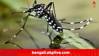 Dengue Death: জ্বর নিয়ে ভর্তি হাসপাতালে, শেষ রক্ষা হল না, বর্ষার শুরুতেই ডেঙ্গিতে মৃত্যু দমদমের সপ্তম শ্রেণির ছাত্রীর !