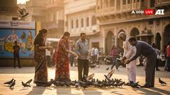 कबूतरों को दाना खिलाने के चमत्कारी लाभ: राहु-केतु दोष से मुक्ति और घर में सुख-समृद्धि!