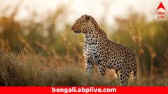 ঘরের সামনে খেলছিল ৪ বছরের শিশুকন্যা, টেনে নিয়ে গেল চিতা ! এলাকাজুড়ে আতঙ্ক চরমে