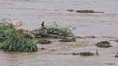 દાહોદમાં નદીમાં પાણીનો પ્રવાહ વધતા ફસાયો યુવક, ફાયરની ટીમે બચાવ્યો જીવ