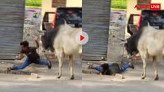 बेवड़ा बनाम बैल- सांड को हल्के में ले रहा था शख्स; उठाकर हवा में ऐसा पटका कि दुनिया हिल गई, देखें वीडियो