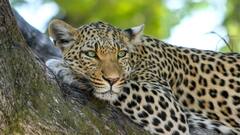 4-Year-Old Girl Attacked, Dragged Away By Leopard In TN's Valparai; Massive Search Operation Underway