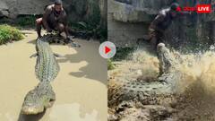 भाई मौत से क्यों खेल रहा है? खतरनाक दरिंदे की पूंछ पकड़ने लगा शख्स, फिर उसने पलटकर...