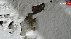 ਬਰਸਾਤ ਦੇ ਮੌਸਮ 'ਚ ਘਰ 'ਚ ਆ ਗਈ ਸਲਾਭ, ਤਾਂ ਅਪਣਾਓ ਆਹ ਤਰੀਕੇ