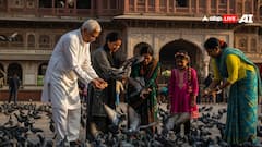 कबूतरों को दाना खिलाने के चमत्कारी लाभ: राहु-केतु दोष से मुक्ति और घर में सुख-समृद्धि!