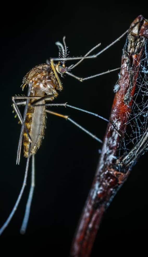 इन देसी नुस्खों से तुरंत भाग जाते हैं मच्छर