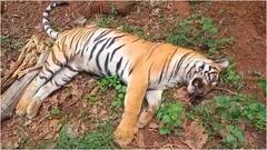 మొన్నటివరకూ హడలెత్తించిన పులి, మూల్ అటవీ ప్రాంతంలో కళేబరంగా లభ్యం