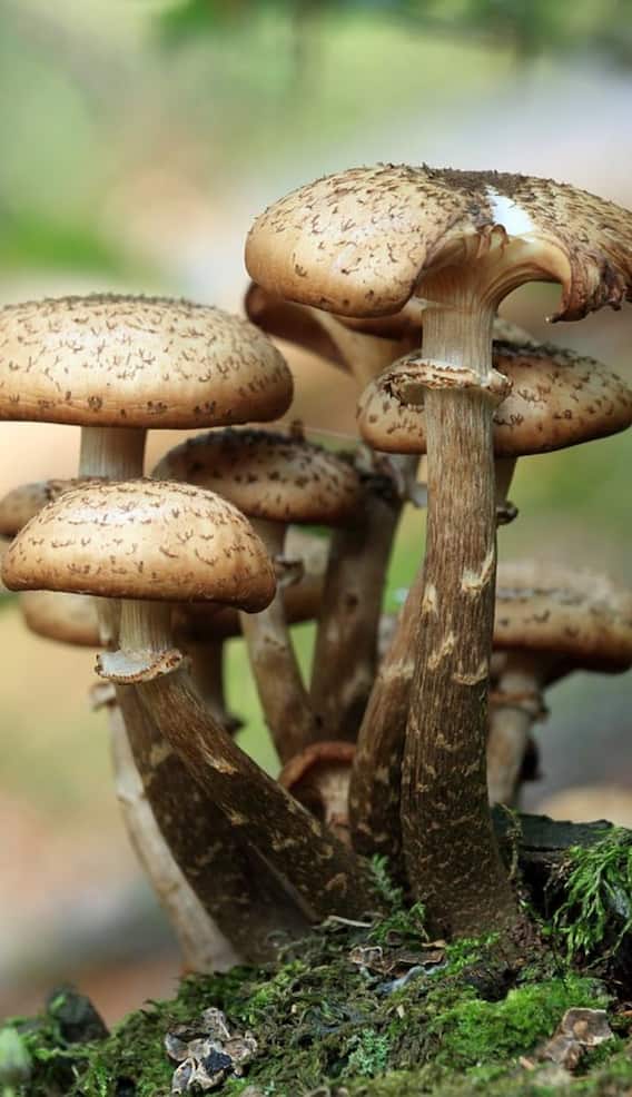 कैसे पहचानें अच्छी क्वालिटी का मशरूम?