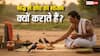 Shradh 2025: श्राद्ध में कौए को भोजन क्यों कराते हैं? जानिए इसके पीछे का धार्मिक महत्व