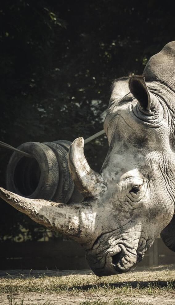 भारत में कहां हैं सबसे ज्यादा गैंडे?