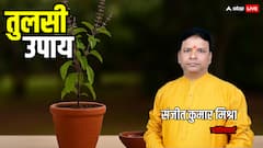 तुलसी के ये 7 उपाय बदल सकते हैं आपकी किस्मत! खत्म होंगे झगड़े, बढ़ेगी नौकरी और आएगा पैसा