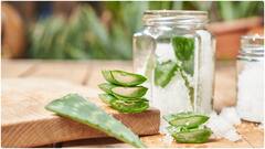Aloe Vera Benefits : కలబందను పరగడుపునే తింటే కలిగే ఆరోగ్య ప్రయోజనాలివే.. ఆ సమస్యలు దూరం