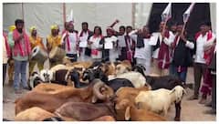 గాంధీ భవన్‌లో గొర్రెలు, మేకలతో నిరసన తెలిపిన యాదవుల డిమాండ్‌లు ఇవే