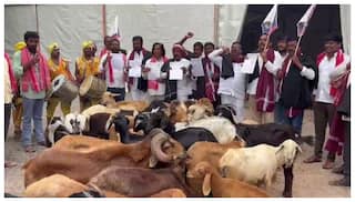 Gandhi Bhavan: గాంధీ భవన్‌లో గొర్రెలు, మేకలతో నిరసన తెలిపిన  యాదవుల డిమాండ్‌లు ఇవే