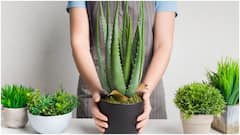 Aloe Vera Benefits : కలబందను పరగడుపునే తింటే కలిగే ఆరోగ్య ప్రయోజనాలివే.. ఆ సమస్యలు దూరం