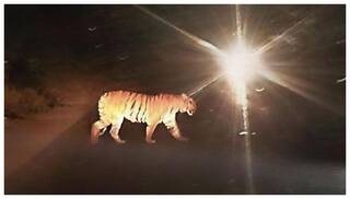 Adilabad Tiger News: ఆదిలాబాద్ జిల్లా బోథ్‌లో పెద్దపులి సంచారం- అప్రత్తమైన అధికారులు