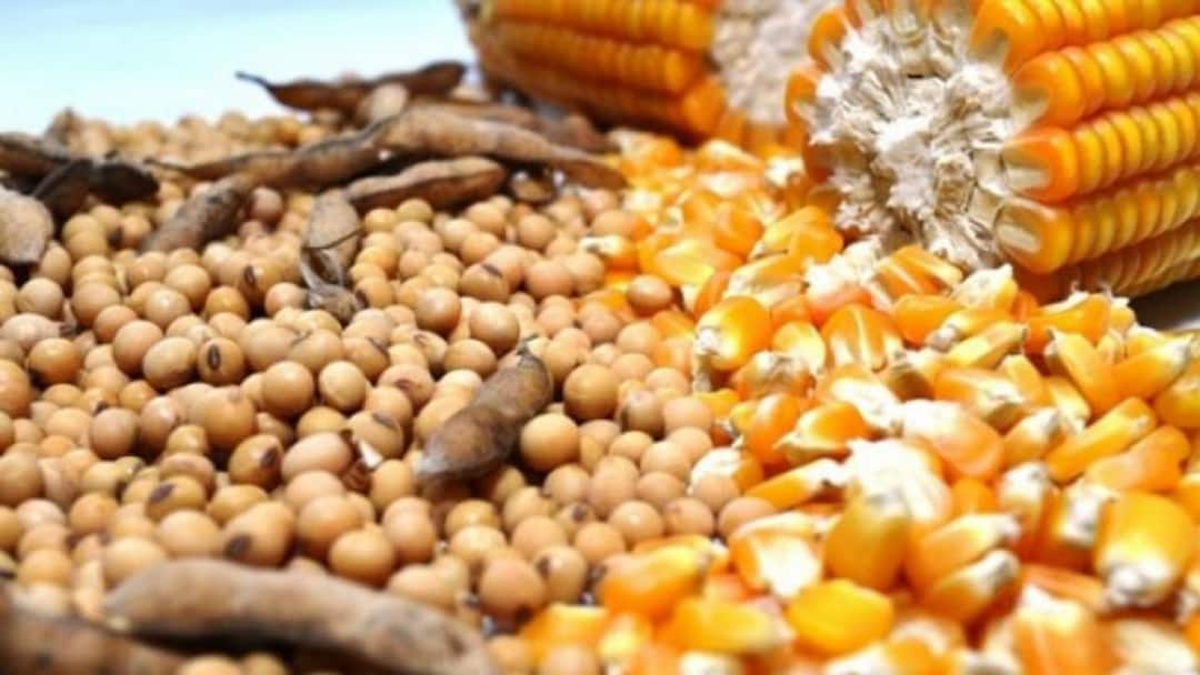US insists on selling corn and soybeans to India at cheap prices India rejects demand marathi news update अमेरिका भारतात स्वस्तात मका आणि सोयाबीन विकण्यावर ठाम; भारताने मागणी फेटाळली, पण अमेरिका ठाम राहिल्यास देशातील उत्पादक शेतकरी देशोधडीला लागण्याची चिन्हे