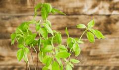 घर पर रखी इन 6 चीजों का करें इस्तेमाल, जीवनभर रहेंगे तनावमुक्त