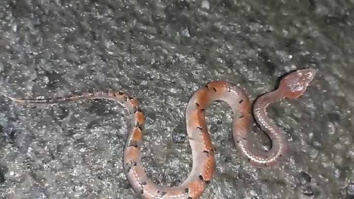 वन्यजीव अभ्यासक तुषार देसाई यांना हा दुर्मीळ प्रजातीचा साप आढळून आला आहे. नाकाड्या चापडा विषारी सापांमधील जगभरात प्रसिद्ध असलेल्या वर्गातील व्हायपर सापांचा अत्यंत दुर्मीळ साप आहे.