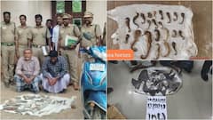 வெளிநாட்டிற்கு கடல் குதிரை கடத்தல்... சுறா துடுப்புகளுடன் சிக்கிய இரண்டு பேர்... வனத்துறை அதிரடி