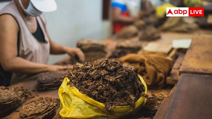 World Leading Tobacco Producing Country: दुनिया में भले ही भारत में तंबाकू खाते हुए लोग ज्यादा दिखाई दें, लेकिन आंकड़े कुछ और ही कहते हैं. भारत नहीं कोई और देश सबसे ज्यादा तंबाकू उगाता है.