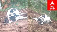 மயிலாடுதுறை: மின்சாரம் தாக்கி பசுமாடு உயிரிழப்பு! வாழ்வாதாரம் இழந்து கதறும் மூதாட்டி! அரசு உதவுமா?