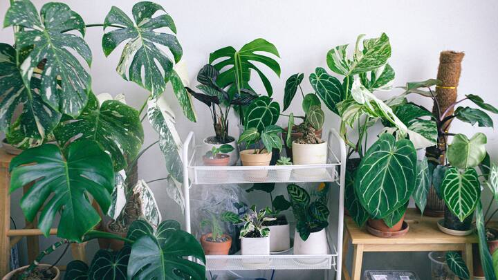 4. Add Indoor Plants That Fight Humidity: Houseplants such as peace lilies, snake plants, and sturdy ferns do double duty. They clean the air and even reduce the indoor moisture. Their bright green leaves sprinkle colour around dull corners and match the soft, rainy-light mood outside. (Image Source: Canva)