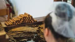 यहां पैदा होती है दुनिया में सबसे ज्यादा तंबाकू, जानें भारत का क्या है हाल?