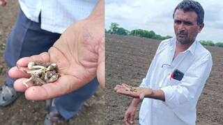 धाराशिवमध्ये सोयाबीन पेरलं पण साधा अंकूरही फुटेना, महाबीजचं बियाणं बोगस निघालं, शेतकऱ्यांवर दुबार पेरणीचं संकट