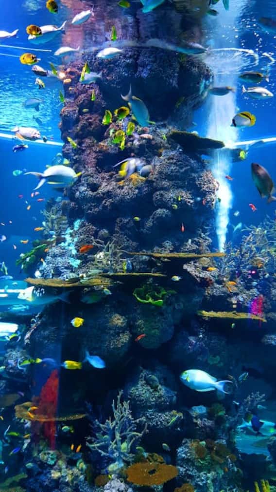 कहां मिलती है दुनिया की सबसे जहरीली मछली?