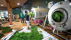 यहां पैदा होती है दुनिया में सबसे ज्यादा तंबाकू, जानें भारत का क्या है हाल?