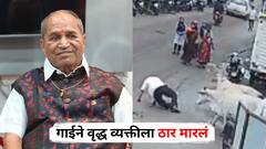 नाशिकमध्ये धक्कादायक घटना, गाईने वृद्ध व्यक्तीला ठार मारलं, शिंगावर उचलून आपटलं