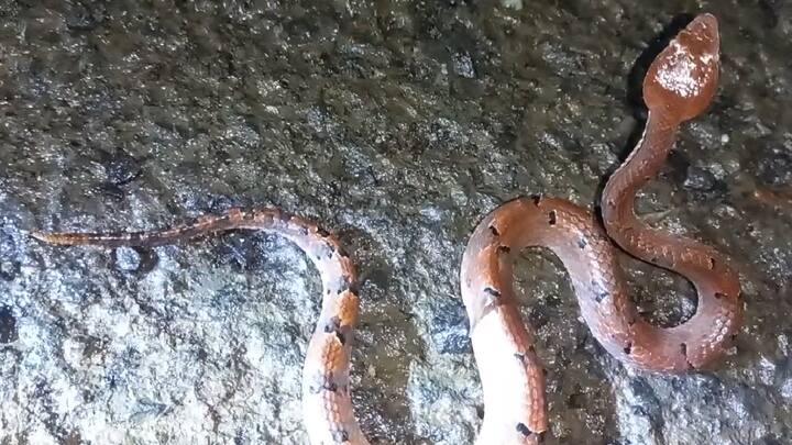 सिंधुदुर्ग जिल्ह्यातील तळकोकणात निसर्गरम्य ठिकाणासह घनदाट जंगल पाहायला मिळते, त्यामुळेच तिथं हा साप आढळून आल्याची शक्यता वर्तवली जात आहे.