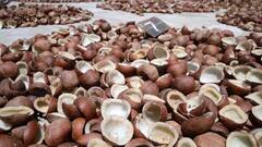 கொப்பரை உற்பத்தி குறைந்தது... தேங்காய் எண்ணெய் விலை உயர்வால் நடுத்தர மக்கள் வேதனை