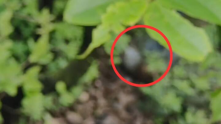 दरम्यान, मुलीचं अपहरण झाले असल्याची तक्रार नातेवाईकांनी 15 जून रोजी जुन्नर पोलिसांकडे केली होती. त्याअनुषंगाने पोलीस तपास करत होते.