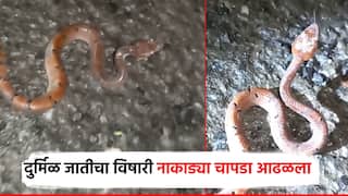तिलारी खोऱ्यात आढळला दुर्मिळ प्रजातीचा साप; व्हायपरसारखा नाकाड्या-चापडा