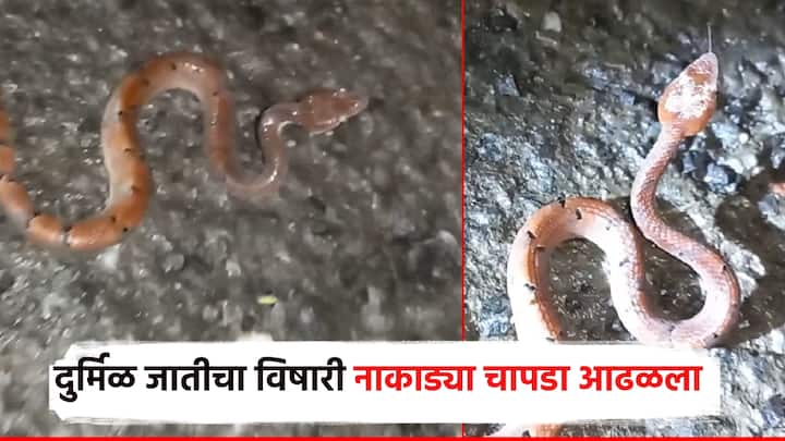 तळकोकण म्हणजे जैवविविधतेचे भंडार म्हणून ओळखला जाणारा प्रदेश. पर्यटकांसाठी निसर्ग सौंदर्याचा आनंद देणारं ठिकण म्हणजे कोकण. याच कोकणात सापांच्या दुर्मिळ प्रजाती आढळून येतात.