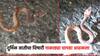 तिलारी खोऱ्यात आढळला दुर्मिळ प्रजातीचा साप; व्हायपरसारखा नाकाड्या-चापडा