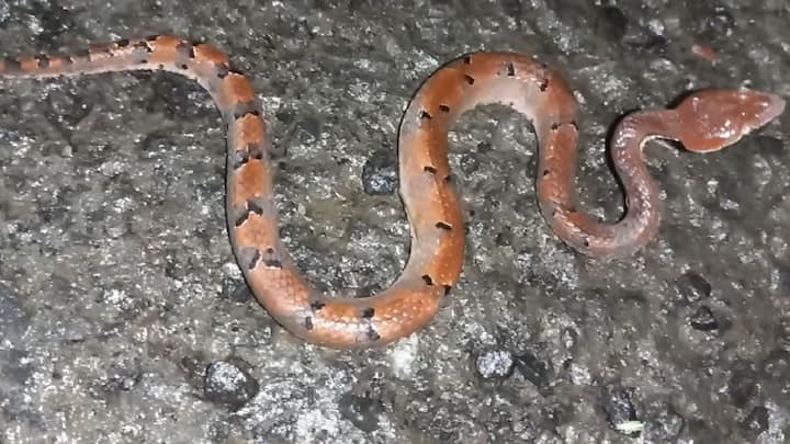 सिंधुदुर्ग जिल्ह्यातील दोडामार्ग मधील तिलारी खोऱ्यात सापाची दुर्मिळ प्रजाती आढळली आहे. महाराष्ट्रात हा साप फक्त तिलारीच्या खोऱ्यात आढळतो.