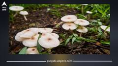 ਕਿਸਾਨਾਂ ਲਈ ਚੰਗੀ ਖਬਰ! ਇਸ ਉਤਪਾਦਨ ਨੂੰ ਵਧਾਉਣ ਦੇ ਲਈ ਵੱਡਾ ਕਦਮ, ਸਰਕਾਰ ਨੇ 4 ਕਰੋੜ ਦੀ ਯੋਜਨਾ ਨੂੰ ਦਿੱਤੀ ਮਨਜ਼ੂਰੀ