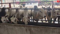 राजस्थान सरकार की पहल, गायों के लिए वैक्सीनेशन ड्राइव के साथ जियो टैगिंग अभियान की शुरुआत