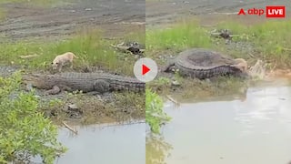 कुत्ते को पानी में खींच ले गया खूंखार दरिंदा! फिर यूं दे दी मौत, वीडियो देख सिहर उठेगी आत्मा