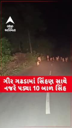 Gir Gadhada: 10 બાળ સિંહ સાથે સિંહણની રસ્તા વચ્ચો વચ લટાર, જુઓ વીડિયોમાં