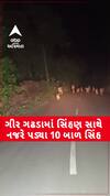 Gir Gadhada: 10 બાળ સિંહ સાથે સિંહણની રસ્તા વચ્ચો વચ લટાર, જુઓ વીડિયોમાં