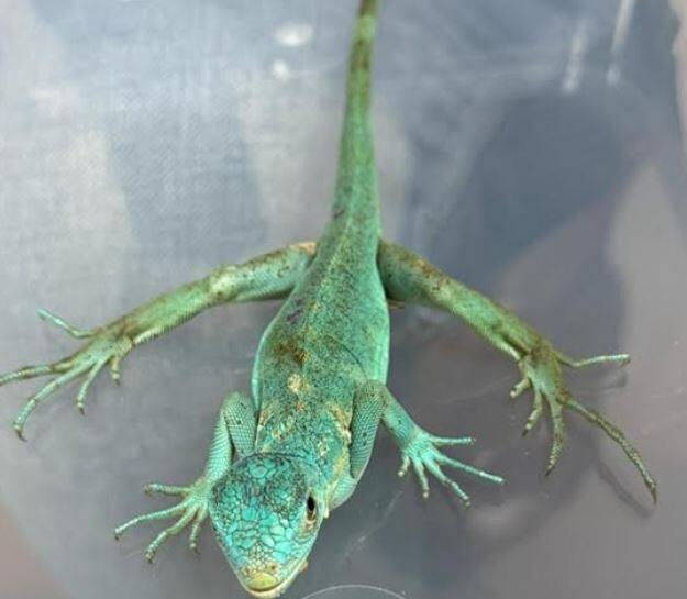 गुप्त माहितीच्या आधारे केलेल्या या कारवाईत अधिकाऱ्यांनी त्यांच्या सामानाची तपासणी केली.